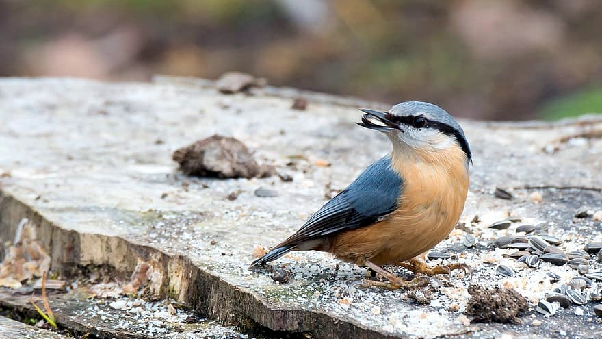 Eurasian Nuthatch (Sitta europaea)